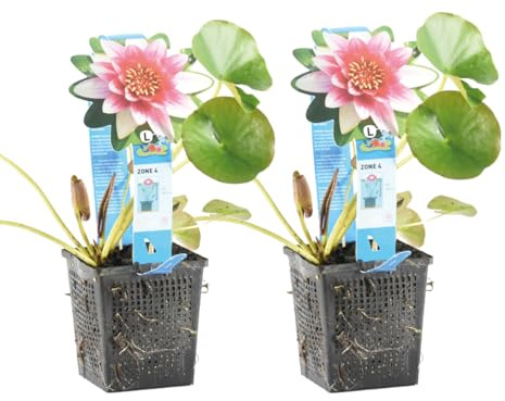 Bloomique - Lot de 2 - Nymphaea Attraction - Nénuphar - Rouge - Plantes de bassin - Plantes aquatiques - Rustique - Hauteur 10-20 cm - Pot 11 cm