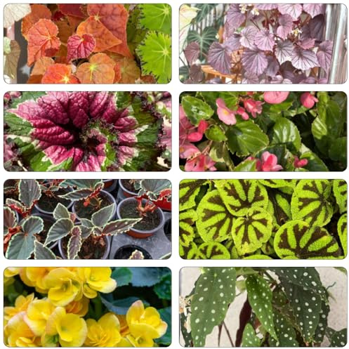 begonien kräutersamen hochbeete für garten pflanztöpfe kräutergarten wildkräuter büropflanzen topfpflanzen draußen winterhart kräuterpflanzen heilkräuter balkon deko kräuterbeet indoor 10samen