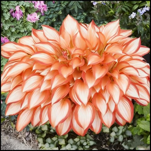 (OPVDJD) comprare Hosta/Hosta rizomi/Rizomi scintillii/Resistenti perenne-Adatto per la semina domestica-10 rizomi-H