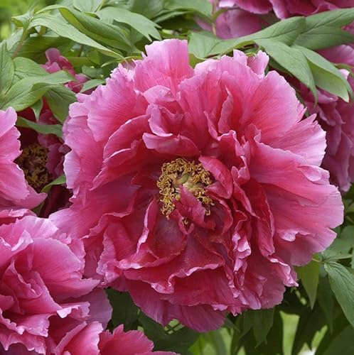 Strauchpfingstrose Rosa - Paeonia suffruticosa - lebende Gartenpflanze aus den Baumschulen