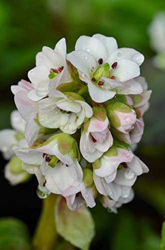 Bergenia 'Diamond Drops'