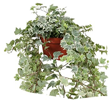 Hiedra Variegata | DECOALIVE | Planta Purificadora del Aire Natural | Planta de Hiedra de Interior