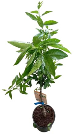 Citrus Sinensis en Maceta 17cm – Árbol Frutal Naranjo Natural