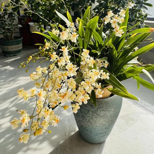 Semi di orchidea Oncidium, d'appartamento Oncidium hybridum, serre da balcone decorazione del soggiorno da balcone semi di regali 450pcs