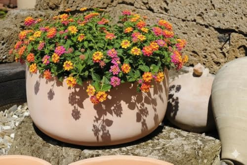 GartenGees Pflanzschale,Pflanzgefäß,Blumentopf,helles Terracotta,frostfest!3 Größen wählbar (38 cm)