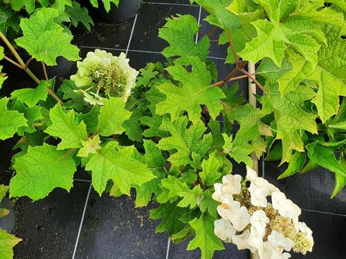 Eichenblättrige Hortensie Black Porch - Hydrangea quercifolia Black Porch - 40-60cm