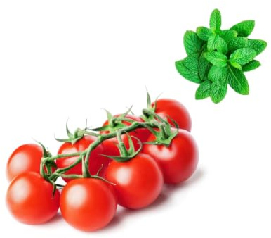 Tomato Vine Dutch 4kg | Fresh Mint Included