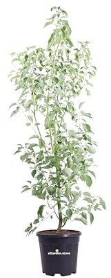 Pianta di Cinnamomum Camphora o Canfora Albero pianta ornamentale da esterno pianta veraper siepi o cespugli venduta da eGarden.store (Vaso 30 cm)