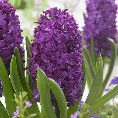 Rapid Growth Simple to Grow Hybrid Hyacinth Bulbs Plants UK Garden/Wedding Flowers-Winter Bulbs for Planting Now UK-2 Bulbs-G