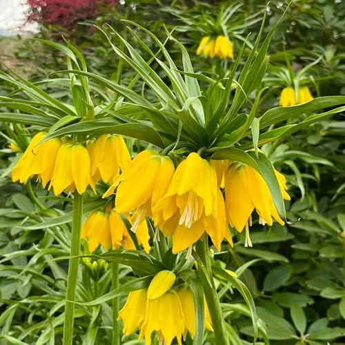 imperiale coronata Bulbi di ufficio balcone giardino rocce primavera decorazione balconi interni esotici riverdimento tetti giardino 20pcs