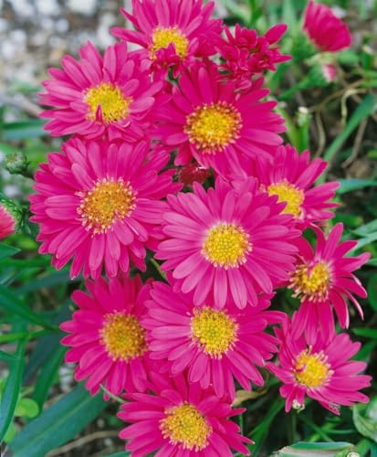 Aster novi-belgii 'Royal Ruby' 11x11 cm Topf – Winterhart, Mehrjährig, Pflegeleicht – Glattblatt-Aster – Staude für Beet & Rabatte