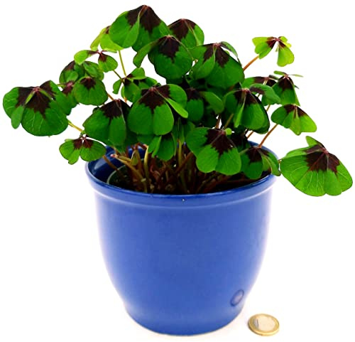 POWERS TO FLOWERS - QUADRIFOGLIO DELLA FORTUNA, IN VASO CERAMICA BLU, pianta vera