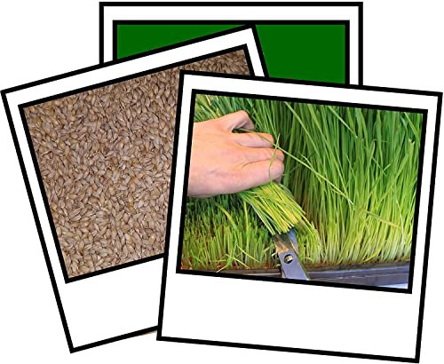 500g Barley Grass Seed - CAT Grass - Sprouting - JUICING - 500g by Pretty Wild Seeds
