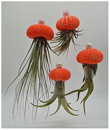 Stk - 10x Seeigel Orange leuchten Gelb Nachts mit Hängepflanze Lebende Tillandsien SI8 - Seeds & Plants Shop by Ipsa