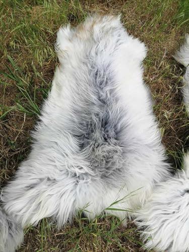 Provellus SCHWEDISCHE ÖKO SCHNUCKEN Fell LAMMFELL SCHAFFELL Lange Wolle Natur NEU M - XXL (130-140 cm x 70-90 cm)