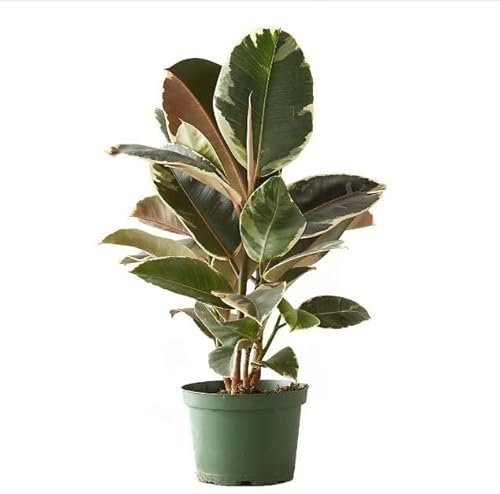 Ficus Elastica Variegata Natural Árbol de Interior Ideal para Decorar la Casa o la Oficina