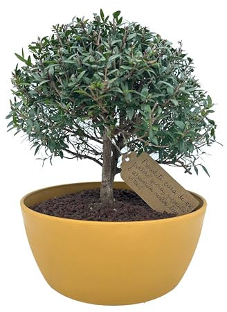 My Little Bonsai - Bonsai di Mirto in vaso colorato - Bonsai da esterno e da interno- Scheda botanica inclusa- Frase di buon auspicio - Vaso con foro per il drenaggio acqua - Benessere e relax