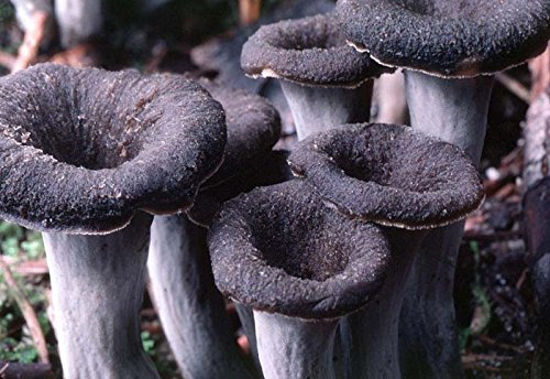 Portal Cool Semi Craterellus Cornucopioides Pilz/Micelio Spore Spawn Secchi
