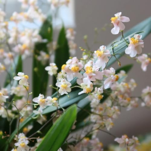 Semi di orchidea Oncidium, decorazione del soggiorno Oncidium hybridum, semi da balcone d'appartamento da giardino roccioso 300pcs