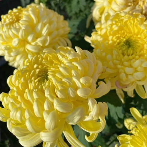 Semi di crisantemo, semi di selvatici esotiche d'appartamento per luoghi soleggiati semi di rare da balcone 100pcs