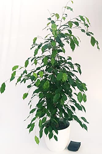 POWERS TO FLOWERS - FICUS BENJAMIN VERDE IN VASO CERAMICA BIANCO A RIGHE, ALTEZZA 120cm, pianta vera