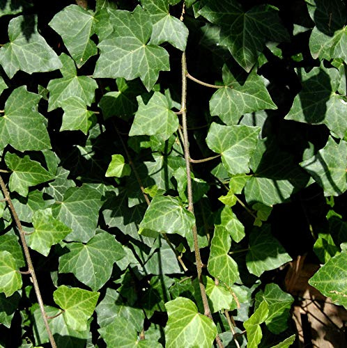 Großblättriger irischer Efeu 80-100cm - Hedera helix hibernica - lebende Gartenpflanze aus den Baumschulen