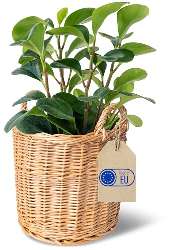 Creative Home Rund Pflanzkorb Blumentopf Weidenkorb mit Henkel 26x26x30 cm | (+/- 2 cm) | Hell Handgeflochten | Kartoffelkorb Blumenkorb | Übertopf | korb für Obst oder Wäsche