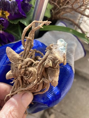 Hosta&Los Hosta se utilizan para el cultivo y crecen rápidamente.perenne,de rápido crecimiento, buena para jardines,decoración interior y exterior-6tubérculos-C