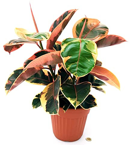 POWERS TO FLOWERS - FICUS ROBUSTA BELIZE XL, vaso 17cm, piante vere