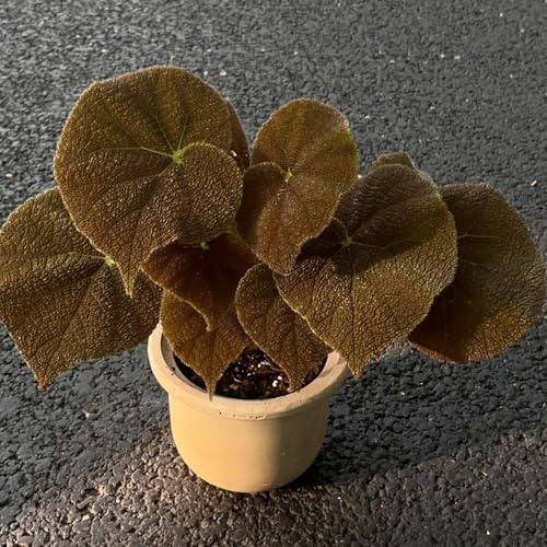 begonien kräutergarten kräuterbeet indoor kräutersamen winterharte stauden mehrjährig winterharte kübelpflanzen gartenkräuter büropflanzen heilkräuter zimmerpflanze pflanzendeko 350samen