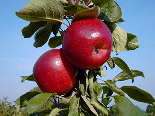 1a plant Jarle®, roter Säulenapfel, ausgezeichneter Geschmack, 80-100cm, im Topf