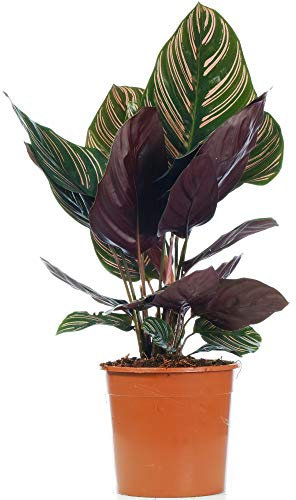 Pinstripe Calathea Ornata - Indoor Houseplant for Home or Office - Potted Air Purifying Plants for Small and Large Spaces - Vibrant Foliage Leaves (40-50cm Incl. Pot)