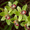 Lot de 10 bulbes d'orchidée cymbidium brillants en vrac, vivaces, plantation professionnelle pour de superbes présentations de jardin - C
