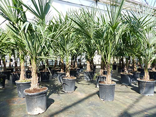 gruenwaren jakubik Trachycarpus fortunei 140 cm Palme Hanfpalme, winterhart bis -18°C