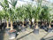 gruenwaren jakubik Trachycarpus fortunei 140 cm Palme Hanfpalme, winterhart bis -18°C