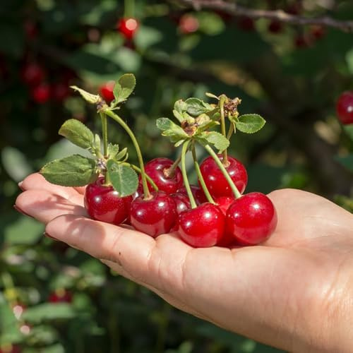 kirschbaum - obstbäume säulenkirsche obstbaum stauden obstsamen bonsai bio Kirschsamen Süsskirsche pflanzensamen spalierobst säulenobst winterhart 70samen