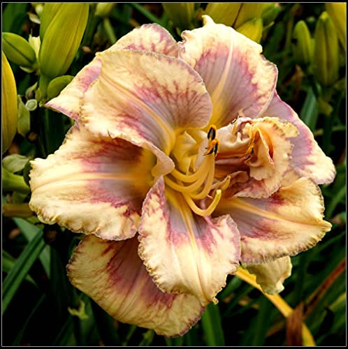Hemerocallis bulbi bulbi di Hemerocallis Daylily resistente facile da sopravvivere