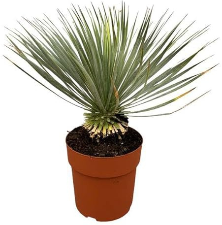 Palmier - Yucca Rostrata sur tige - 70 cm - Ø 30 cm - Plante exotique d'intérieur et de terrasse - Facile d'entretien et robuste
