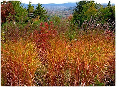 3 x Miscanthus sinensis 'Purpurascens' im 1 Liter Topf (Ziergras/Gräser/Winterhart/Mehrjährig/Staude) Chinaschilf - Feuerrote Akzente für herbstliche Gärten - von Stauden Gänge