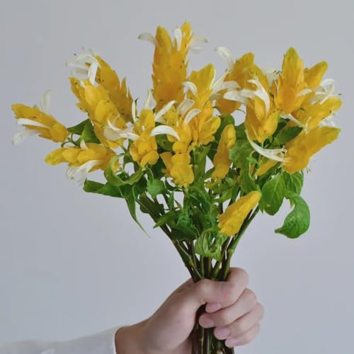 Pachystachys lutea, winterharte für garten balkongewächshäuser balkonpflanzen seltene gartenpflanzen immergrüne blühende sträucher winterhart 50Seeds