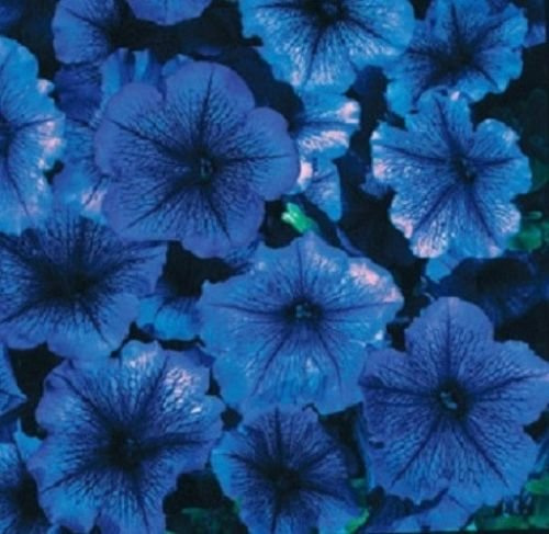 New Fresh 50pcs Blue Petunia Flower Seeds Generic