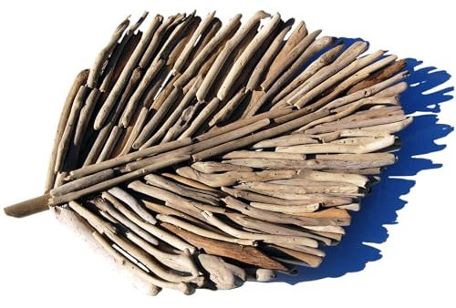 Seestern 2349 Coupelle décorative en bois flotté 60 cm Motif décoration murale Bois flotté