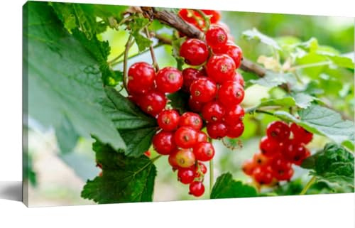 TOOUTEREA 20x40 Frame Large Canvas Painting Wall Art Red currant grows a bush garden Ripe red currant close up as Wall Decor for Living Room Bedroom Kitchen Bathroom Office Artwork Home Decor