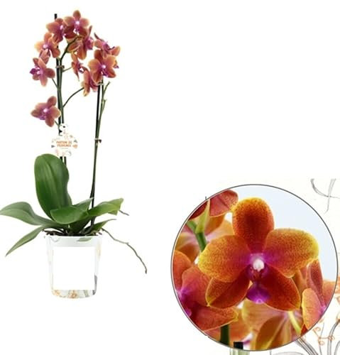 Real Live Phalaenopsis Bolgheri Orchid Plants, Orange Blooms in 12 cm Pot 45 cm Height