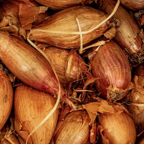 Shallot Zebrune Seeds - 100 Banana Shallot Seeds - Plant and Grow Your Own Vegetables for Gardens, Pots & Allotments – Suitable for Indoor & Outdoor Planting – Packed in The UK by Meldon Seeds