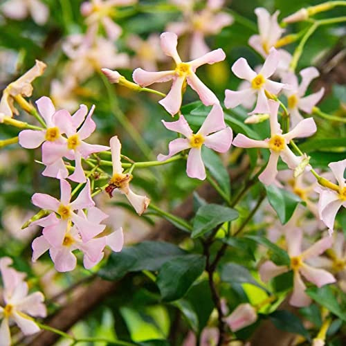 jazmín de interior exóticas Jazmín - trepadoras resistentes arbustos de resistente jardín comprar semillas jardín otoño 120pcs