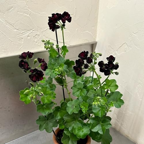 geranio cortadas de interior exóticas de jardín perenne geranio semillas silvestres perennes resistentes verano bonsái oficina 1000pcs