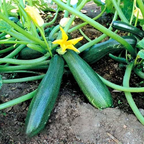 Buy4seeds COURGETTE - Astra Polka - 40 Seeds - Zucchini - Cucurbita Pepo - Vegetable Seeds Fro Planting Garden Yard Patio and Useful for Gifts
