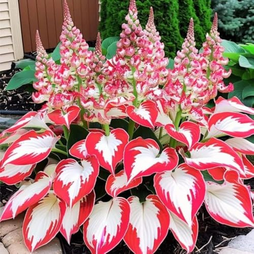 Hosta Seeds, 160+ Non-GMO Heirloom Shade Plants, Hardy Perennial Garden Foliage