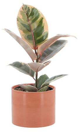 KENTIS - Ficus Robusta 'Belize' - Fico del Caucciù - Piante Vere da Appartamento - Pianta Purifica Aria Da Interno - H 40-50 cm Vaso Ø 14 cm